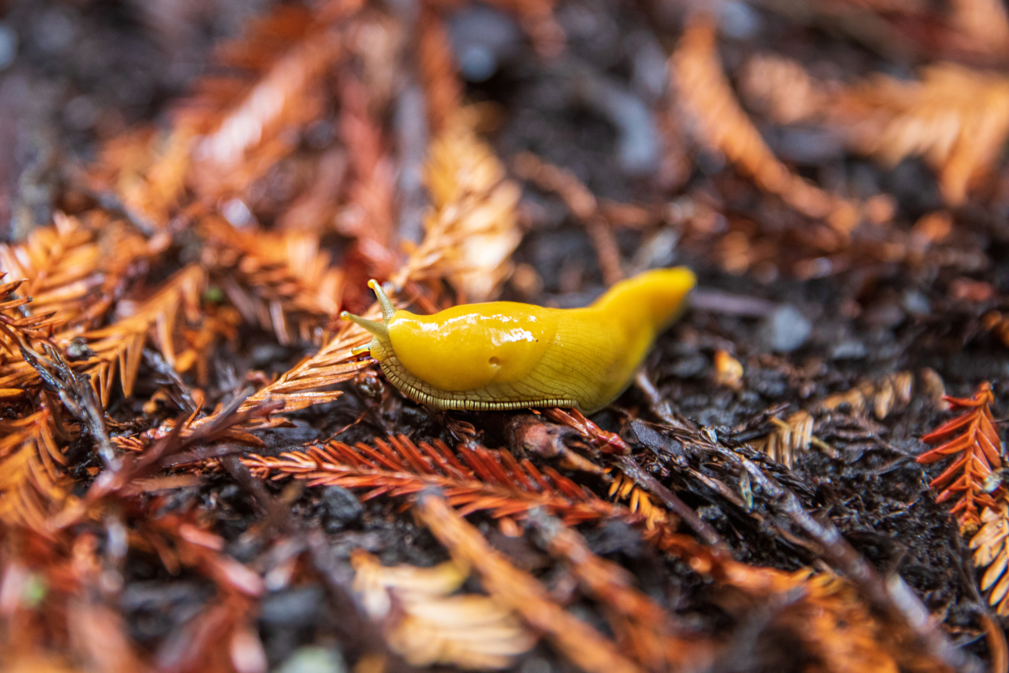 real banana slug slithering along the forest floor.