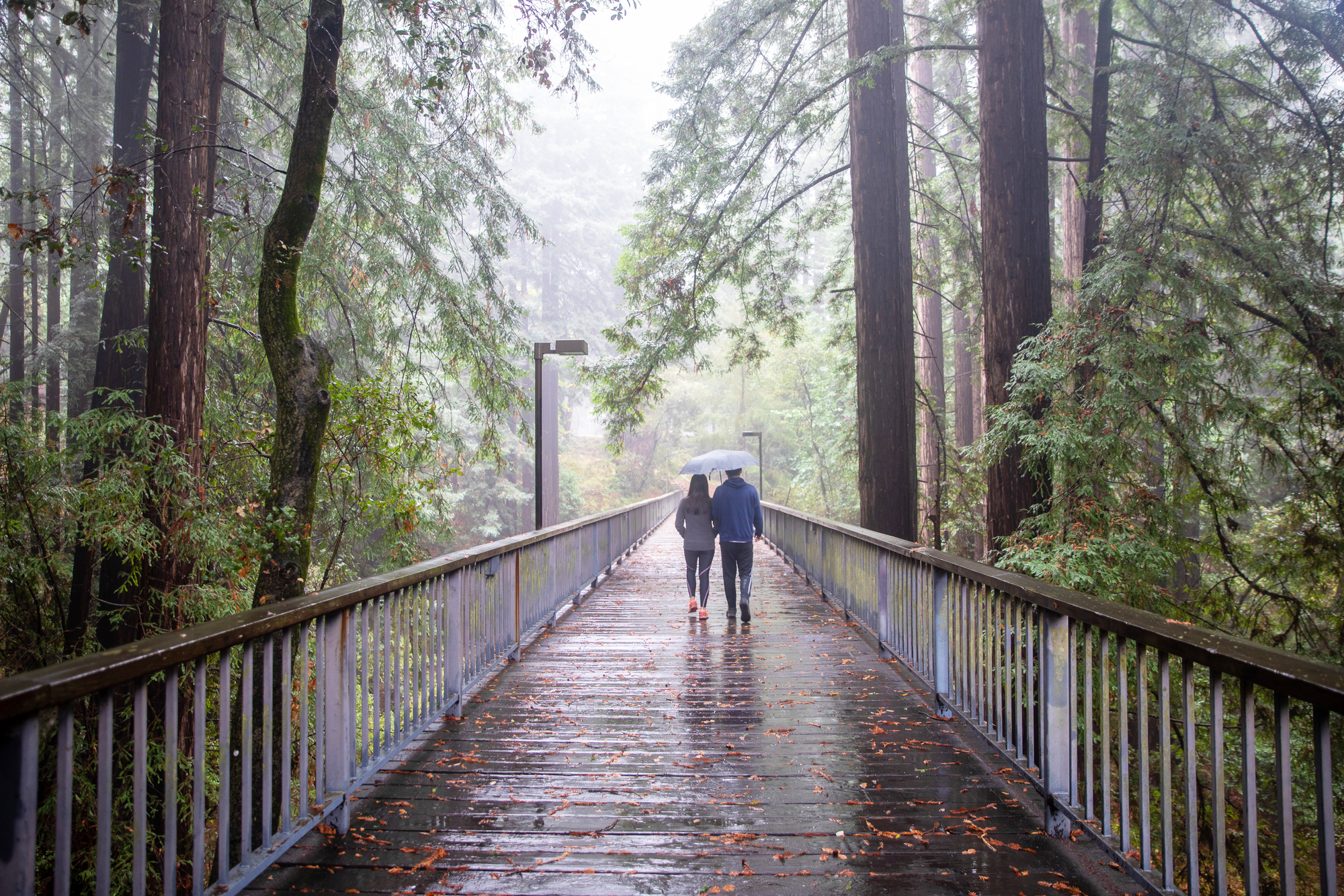 Two people walking in the rain holding and umbrella on a wooden path through the forrest.