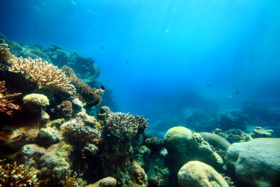 Coral reefs along U.S. states and territories are now considered national infrastructure thanks to a new resolution that UCSC researchers helped to draft. (Getty stock photo)