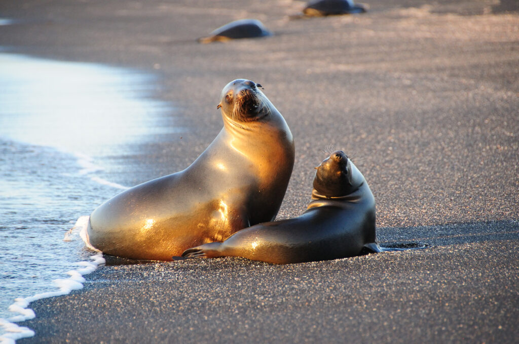 Female sea lion with pup on the beach.
