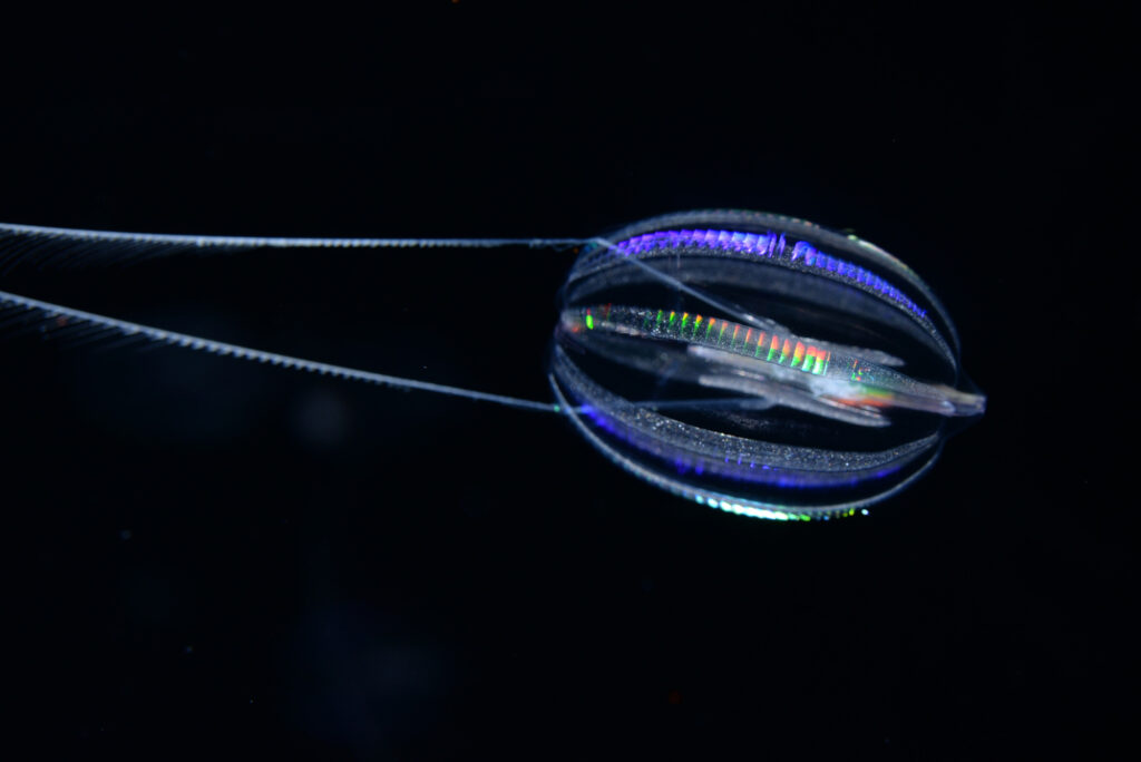 Close up of a Comb jelly fish.