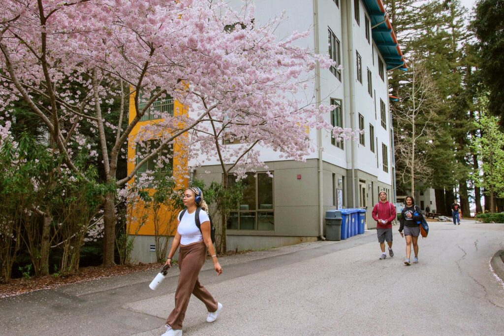 Cowell College at UCSC and students walking down a path with a cherry blossom tree in the background.