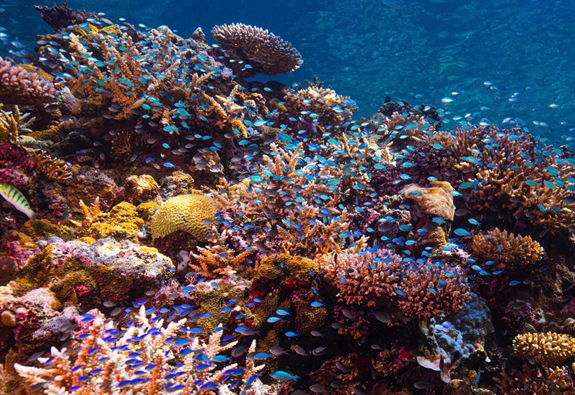 Image of a coral reef. Coral reefs in the U.S. alone provide over $1.8 billion in annual flood risk reduction benefits and safeguard some of the most vulnerable coastal communities in U.S. territories,