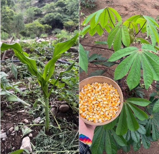plant in ground and plant next to harvest