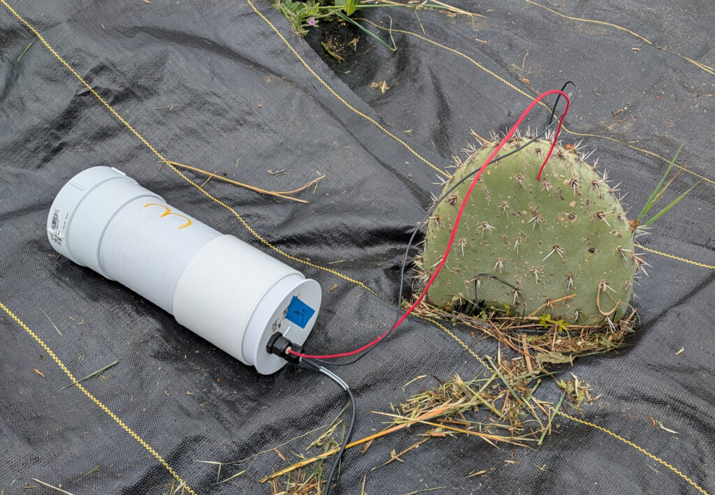 cactus being monitored by device