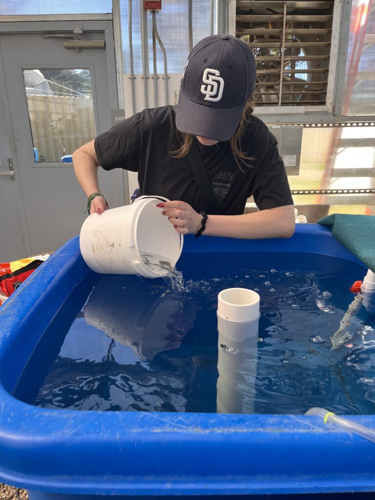person pouring bucket contents into water tub