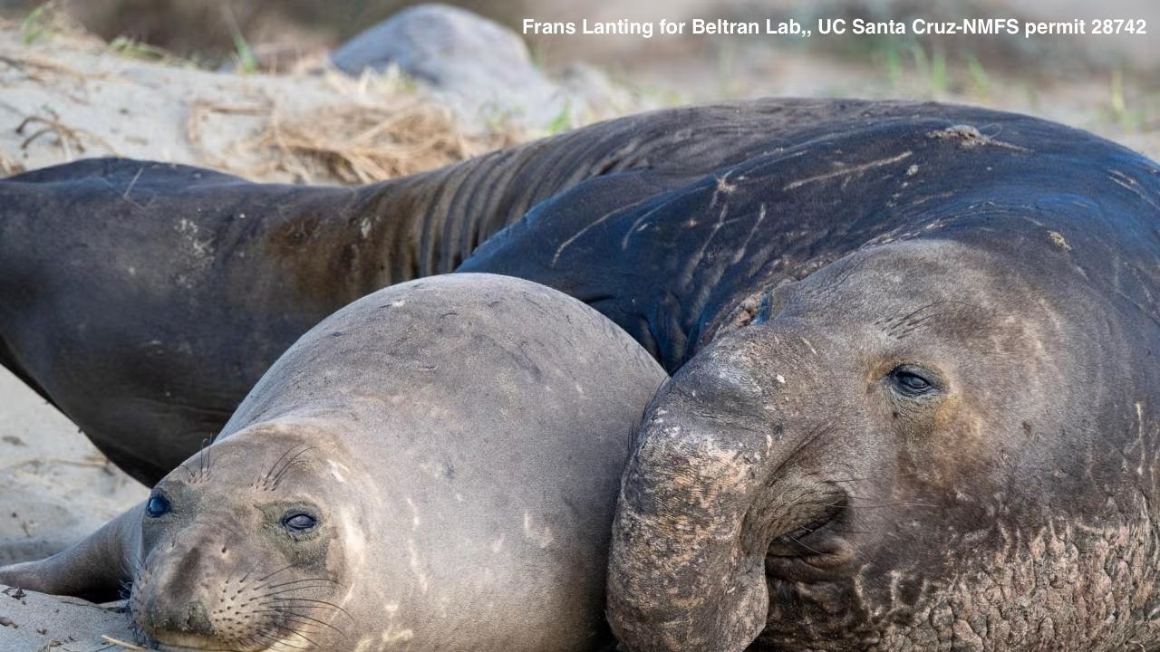 Elephant seals on beach