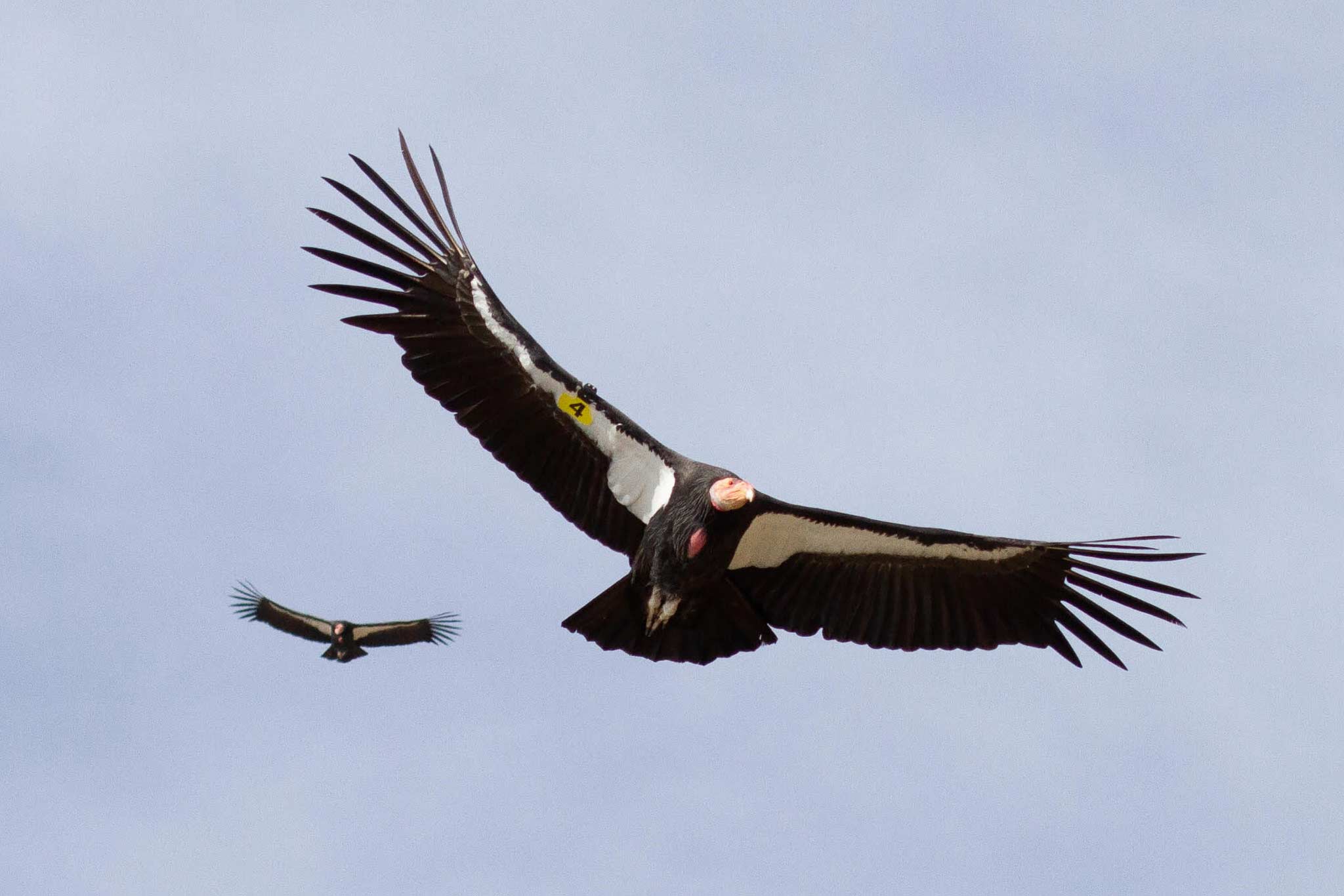 Flying condors