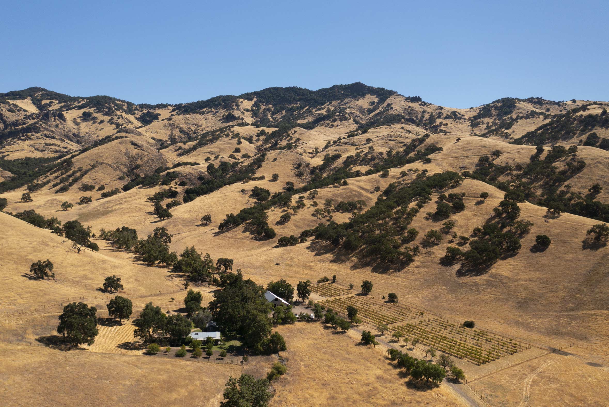 Inland foothills covered with dry grass and blue oak trees