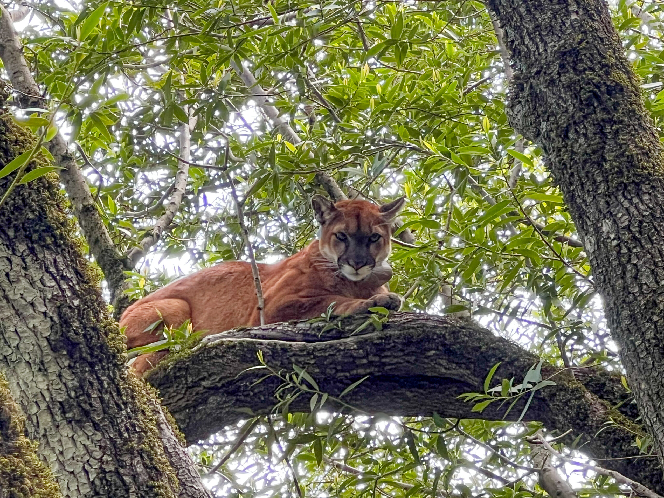 A mountain lion rests up in a tree in the Santa Cruz Mountains