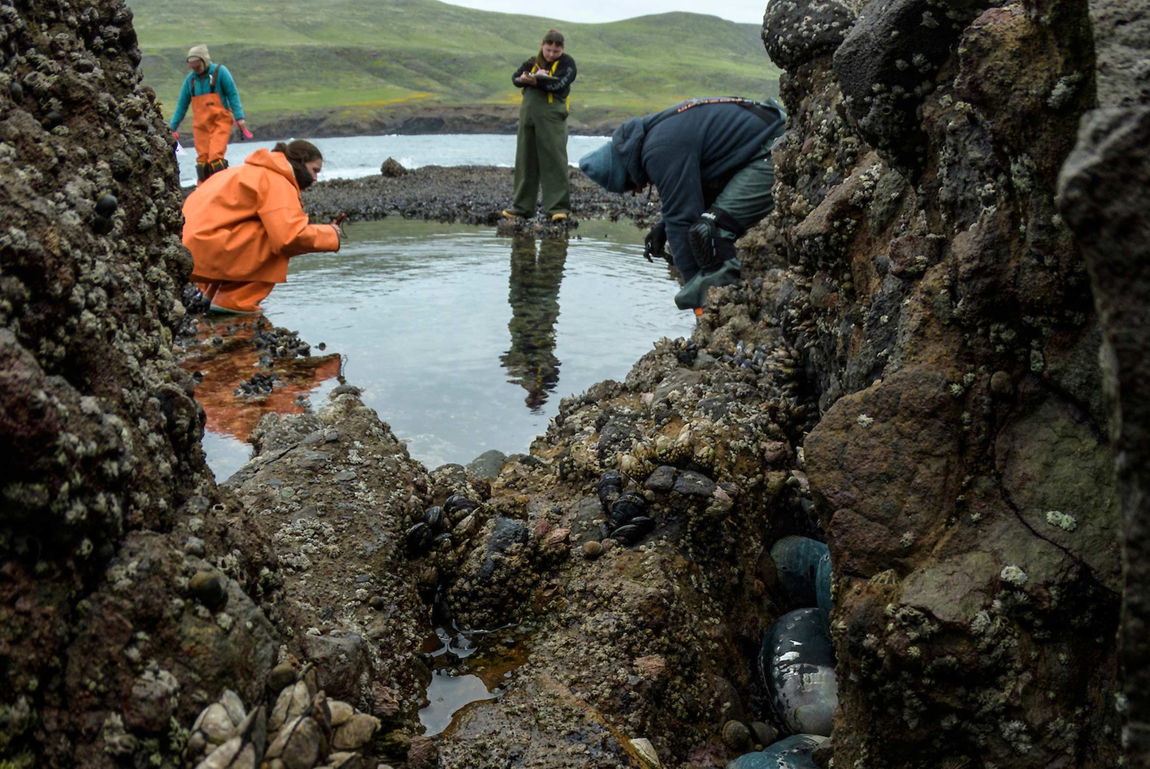 Three researchers stand in a pool of water behind a rock structure on which a cluster of abalone sit.