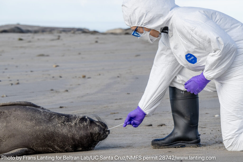 A researcher in a hazmat suit taking a sample from an elephant seal pup on a beach.