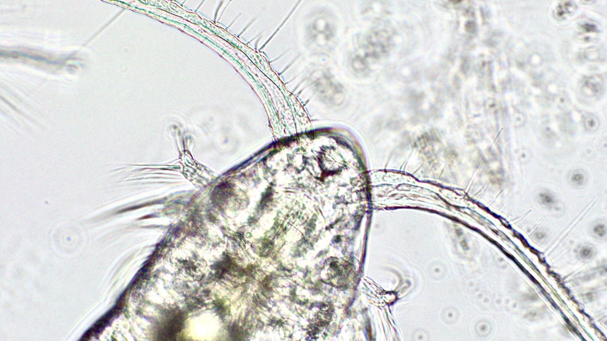 Closeup view of a copepod under a microscope